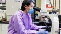 A lab technician looking in a microscope
